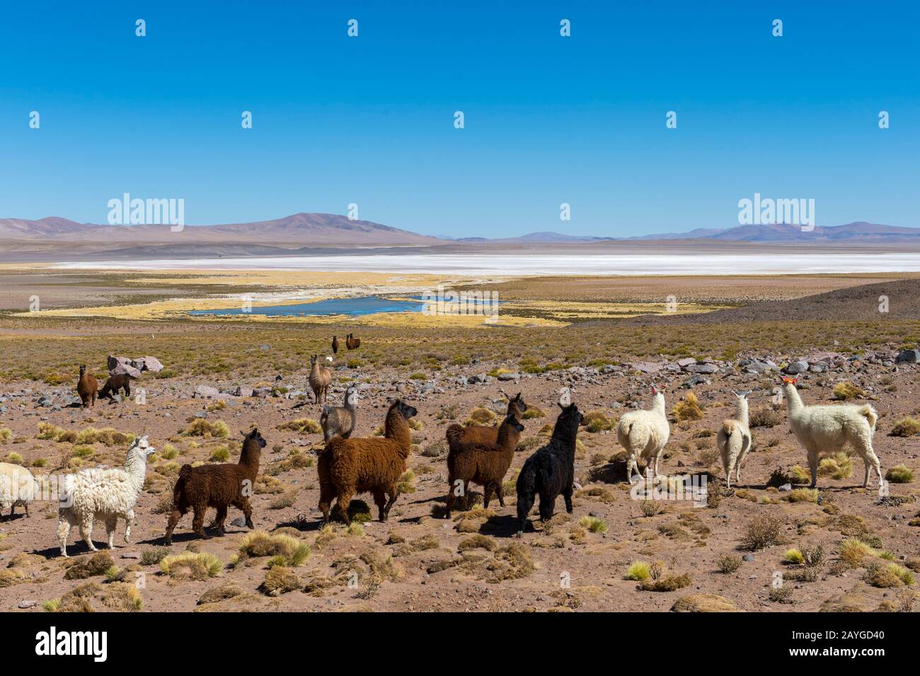 Troupeau de Llama à la frontière Argentine/chilienne sur le col de Jama dans les Andes, province de Jujuy, Argentine. Banque D'Images
