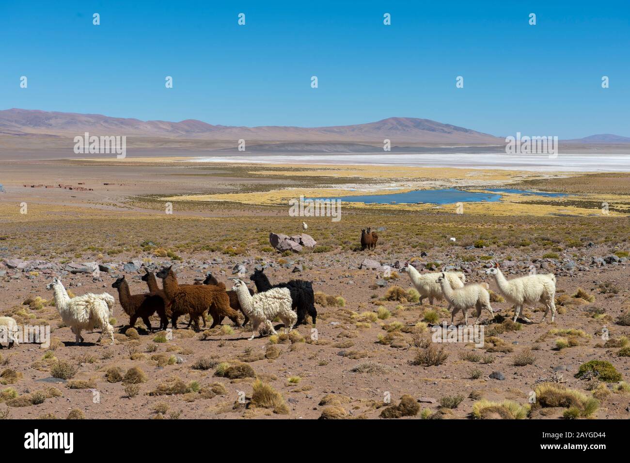 Troupeau de Llama à la frontière Argentine/chilienne sur le col de Jama dans les Andes, province de Jujuy, Argentine. Banque D'Images