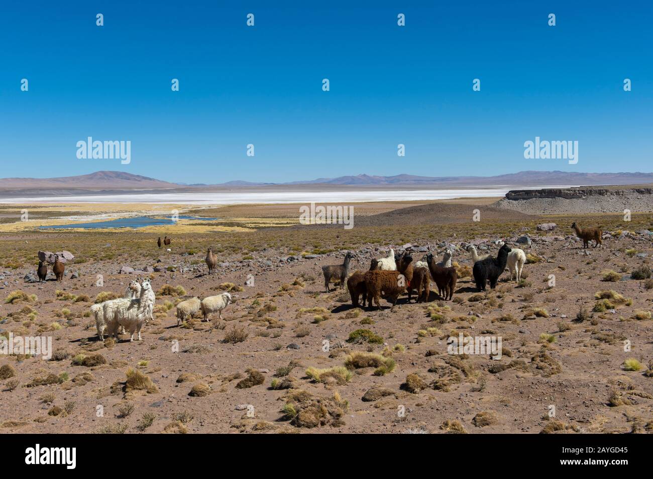 Troupeau de Llama à la frontière Argentine/chilienne sur le col de Jama dans les Andes, province de Jujuy, Argentine. Banque D'Images