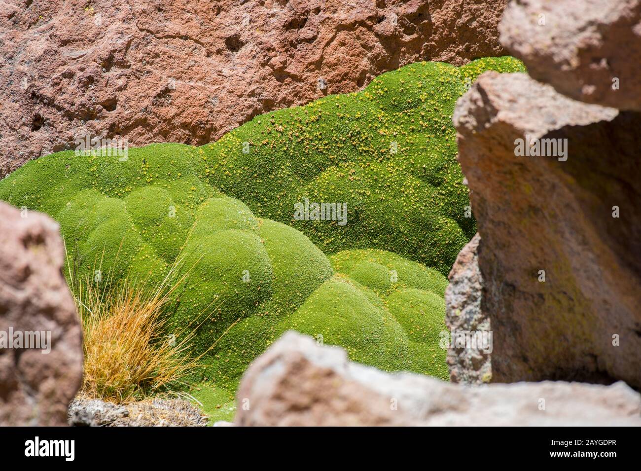 Llareta ou Yareta (Azorella compacta) dans le bassin géothermique El Tatio Geysers près de San Pedro de Atacama dans le désert d'Atacama, dans le nord du Chili. Banque D'Images