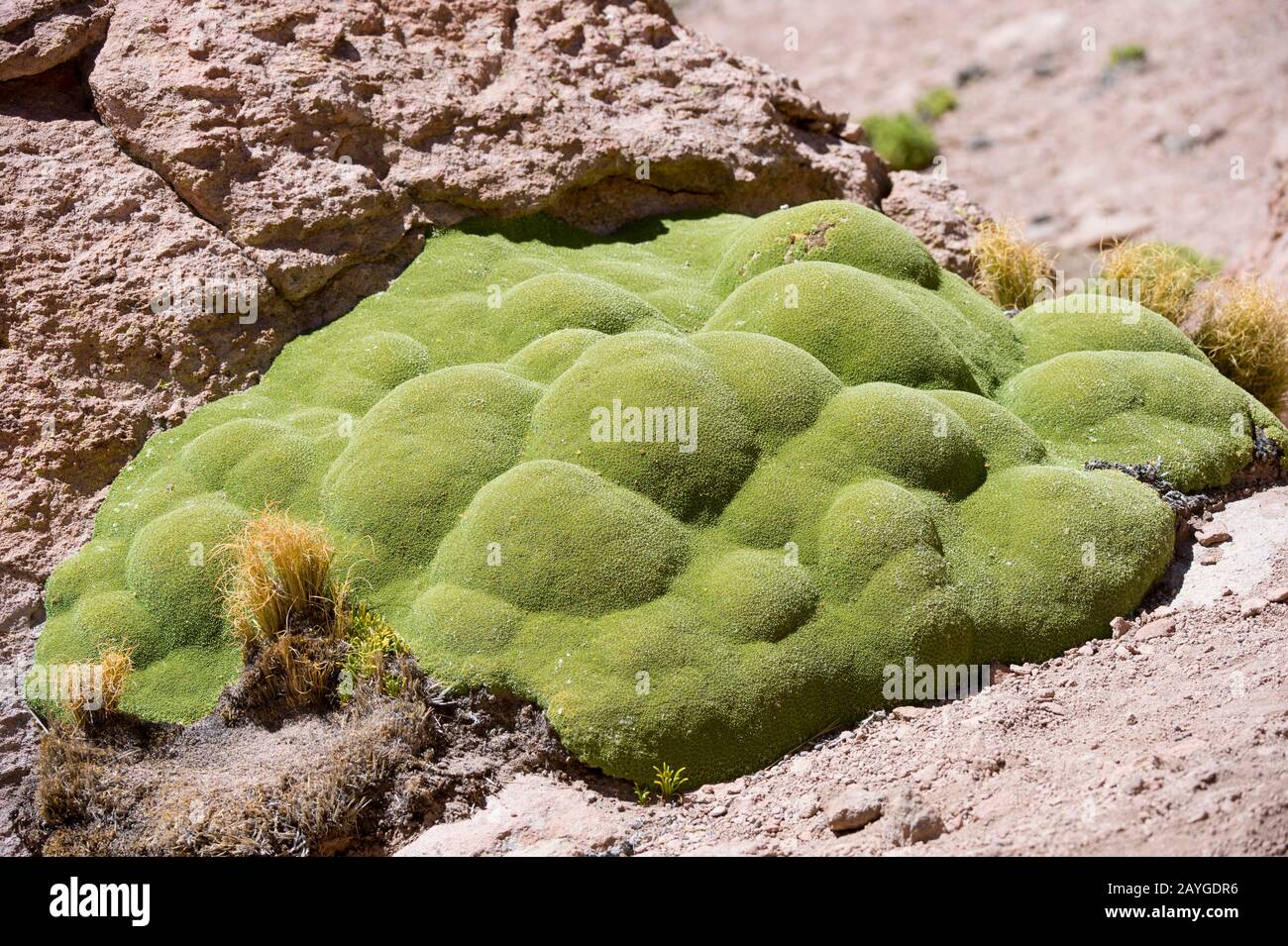 Llareta ou Yareta (Azorella compacta) dans le bassin géothermique El Tatio Geysers près de San Pedro de Atacama dans le désert d'Atacama, dans le nord du Chili. Banque D'Images