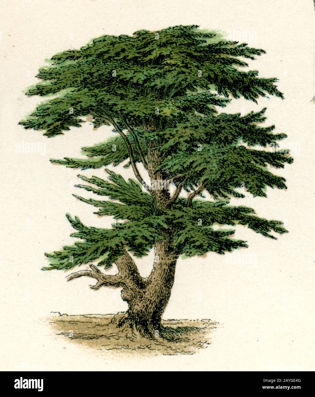 Cèdre du Liban, Cedrus libani Syn. Cedrus libanotica, Libanon-Zeder, Cèdre du Liban, (livre botanique, 1886) Banque D'Images