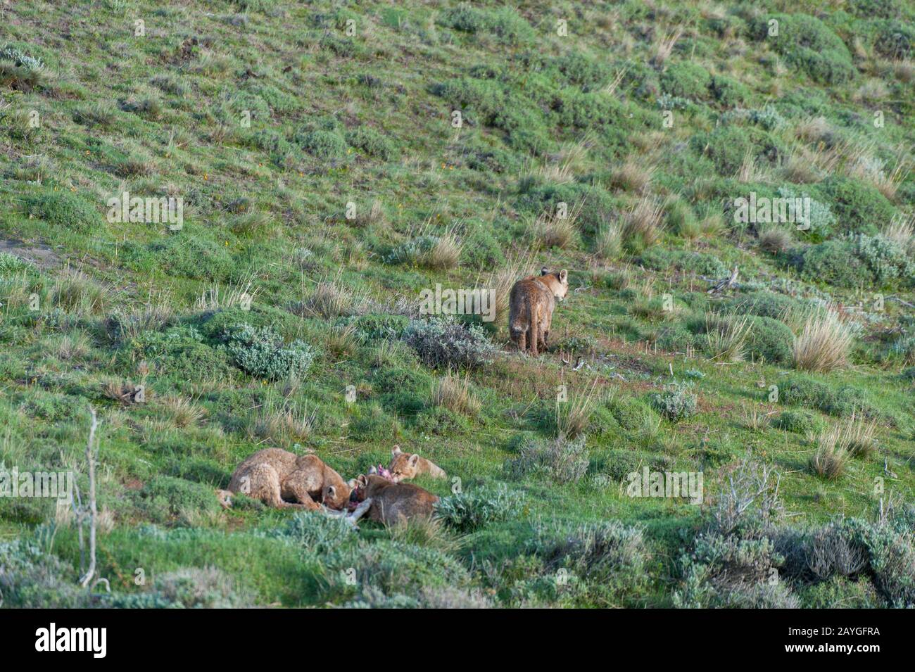 Trois oursons de Puma (couleur de Puma) d'environ 6 mois sur un bébé de Guanaco tuer avec la mère (à droite) en train de courir (les Pumas sont également connus sous le nom de lion de montagne, c Banque D'Images