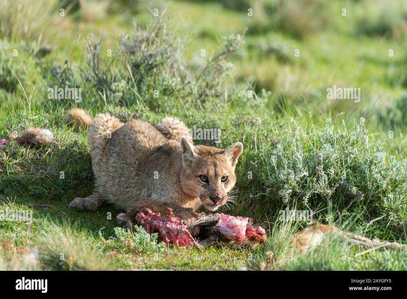 Un puma cub (Puma concolor) âgé d'environ 6 mois se nourrissant sur un bébé  Guanaco tuer dans le parc national de Torres del Paine, en Patagonie, au  Chili. (Les pumas sont également