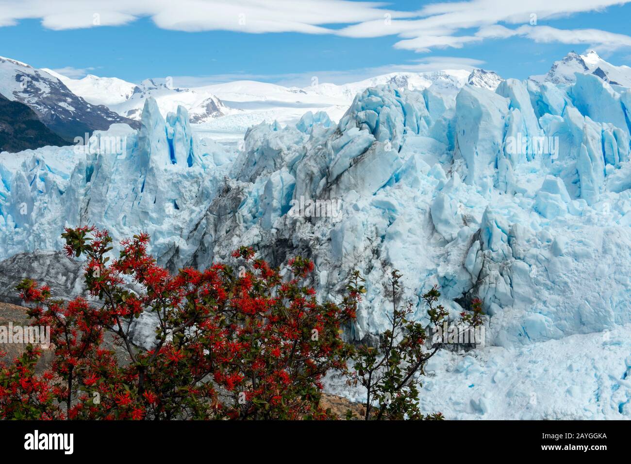 Embothrium coccineum, communément connu sous le nom de firetree chilien, pompier chilien ou Notro au glacier Perito Moreno dans le parc national de Los Glaciares près de E Banque D'Images