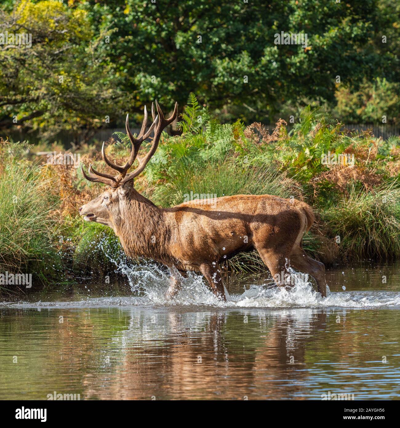 Red Deer Stag marcher dans l'eau Banque D'Images