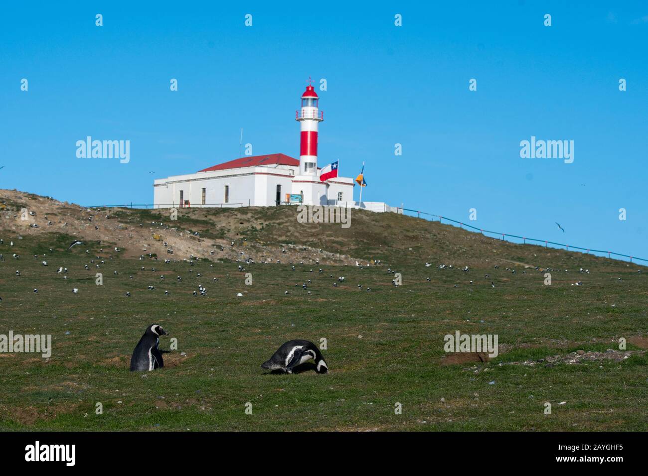 Les pingouins magellaniques (Spheniscus magellanicus) sur l'île Magdalena dans le détroit de Magellan près de Punta Arenas dans le sud du Chili avec le phare dans Banque D'Images