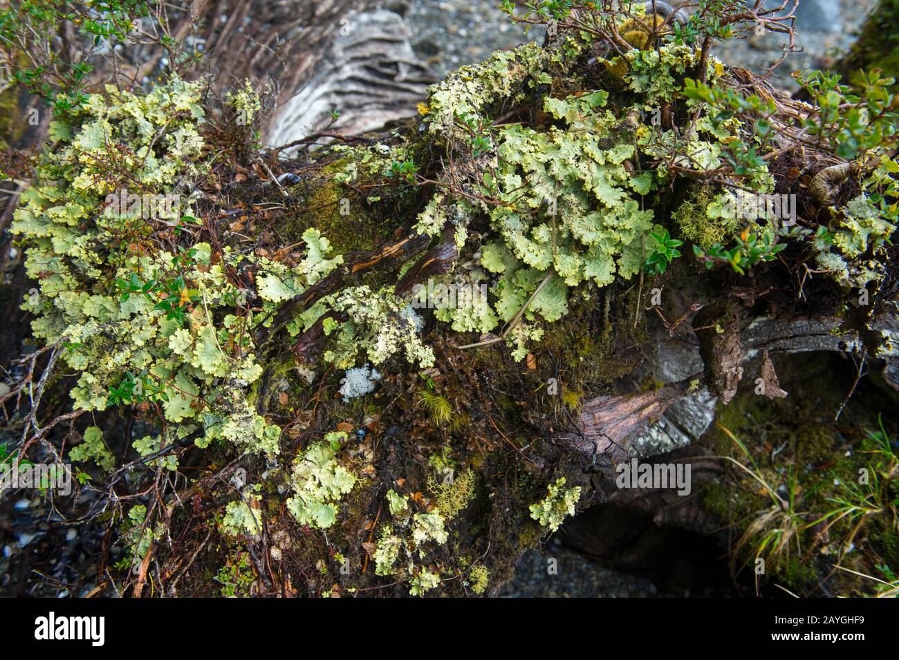 Gros plan de lichens dans la forêt de Magellanic près du glacier d'Aguila dans le détroit d'Agostini, Cordillera Darwin, à Tierra del Fuego, dans le sud du Chili. Banque D'Images