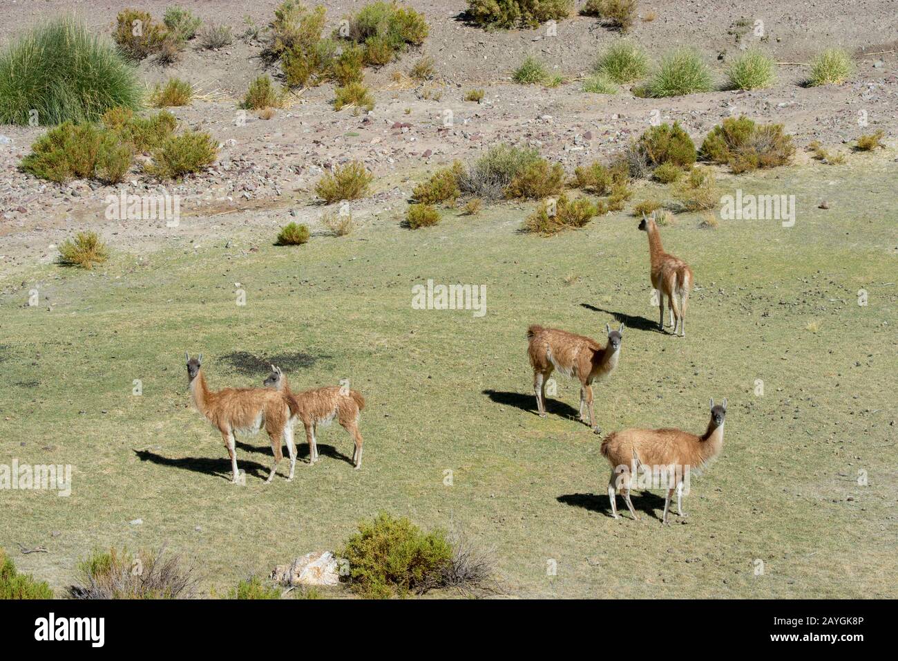 Vue sur une vallée le long de l'autoroute 52 près du col de Lipan dans les Andes, province de Jujuy, Argentine avec guanacos. Banque D'Images