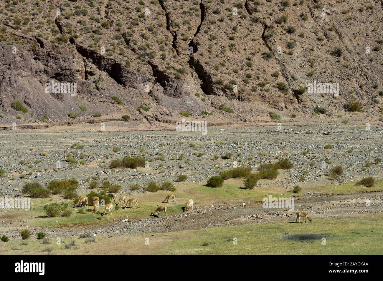 Vue sur une vallée le long de la route 52 près du col de Lipan dans les Andes, province de Jujuy, Argentine avec des vigognes (Vicugna vicugna). Banque D'Images