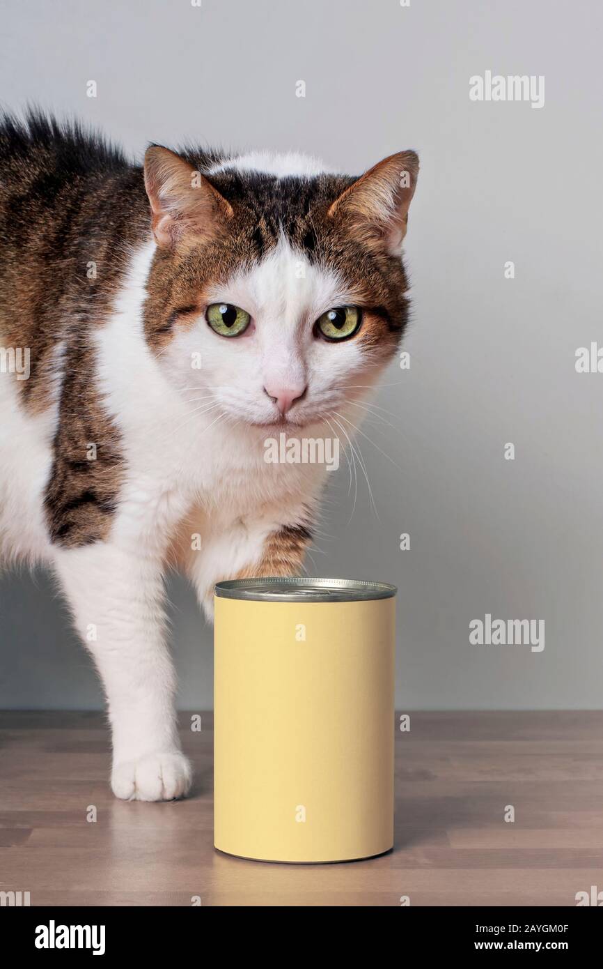 Tabby chat derrière la nourriture de chat dans une boîte en aluminium avec espace de copie pour votre propre conception. Banque D'Images