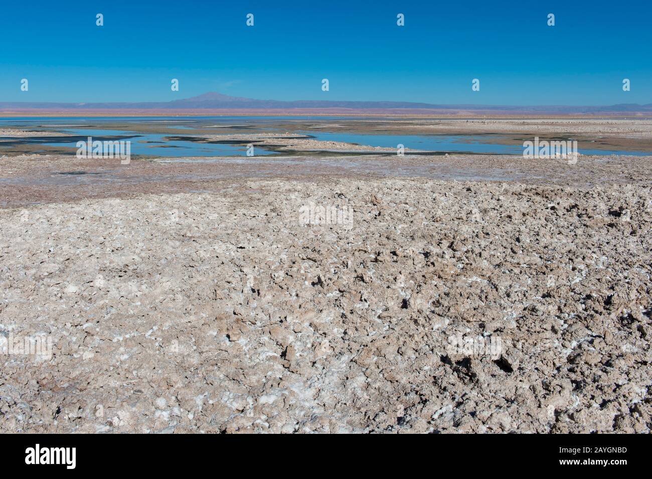 Le sol de la lagune de Chexa est incrusté de sel, qui est un écosystème unique de lacs salés et de sites de reproduction de flamants dans la section Soncor de Los Banque D'Images
