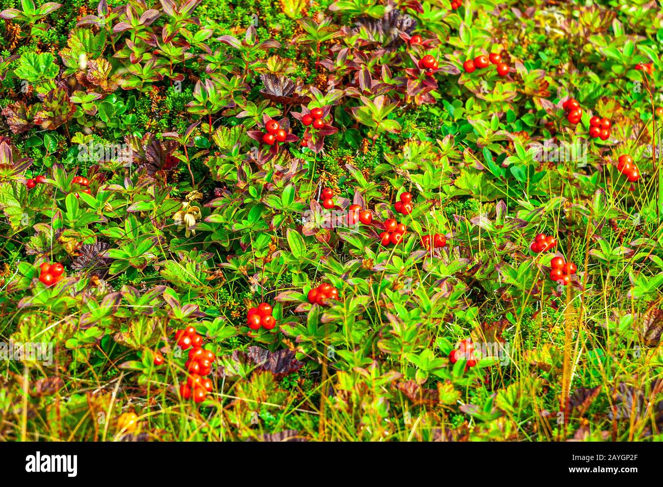 Coussin de cornel nain (Cornus suecica) Banque D'Images
