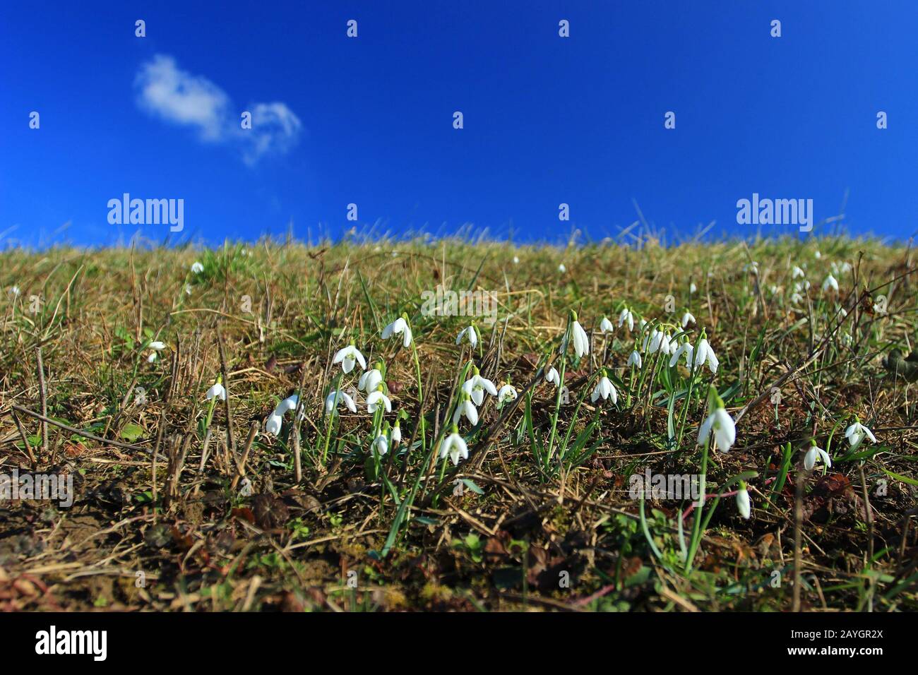 Chutes de neige sur la prairie au printemps, ciel bleu en arrière-plan Banque D'Images