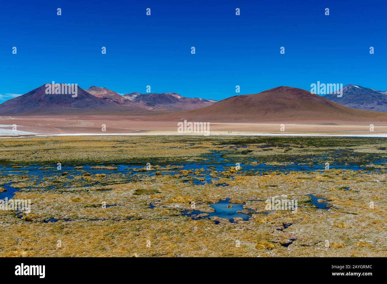 Vue sur la zone humide de Vado Rio Putana et le volcan Tocorpuri avec Vicu𠱠 (Vicugna vicugna) dans le désert d'Atacama près de San Pedro de Atacama, au nord du C Banque D'Images