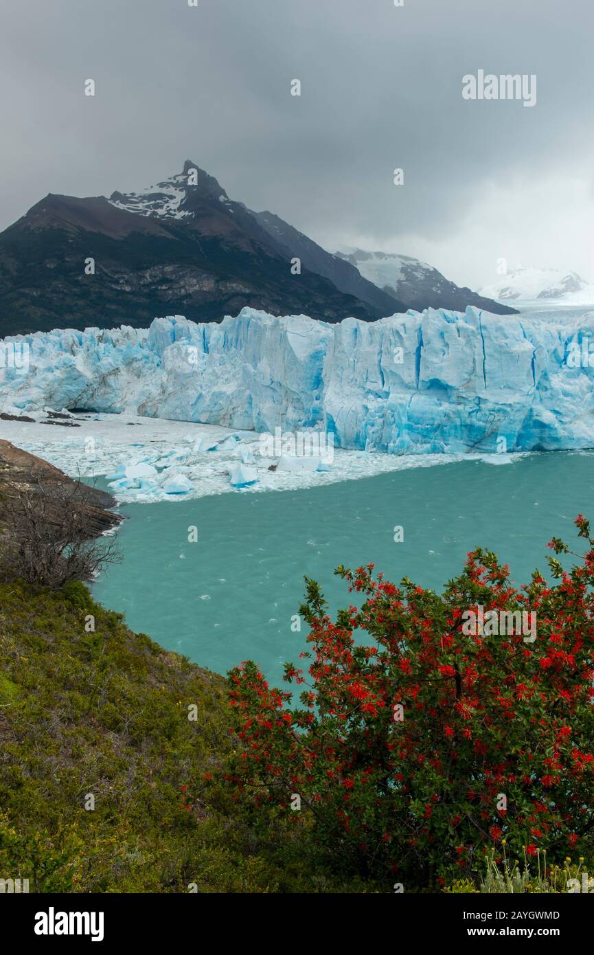 Vue sur le glacier Perito Moreno dans le parc national de Los Glaciares près d'El Calafate, en Argentine avec Embothrium coccineum, communément connu sous le nom de chilien Banque D'Images