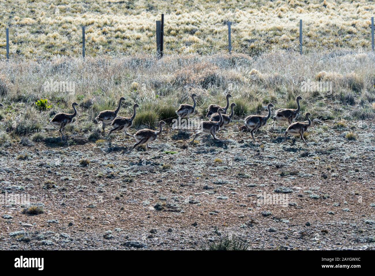 Les poussins de nandou (Rhea pennata) de Darwin longent la route 40 près du village d'Esperanza en Patagonie, en Argentine. Banque D'Images