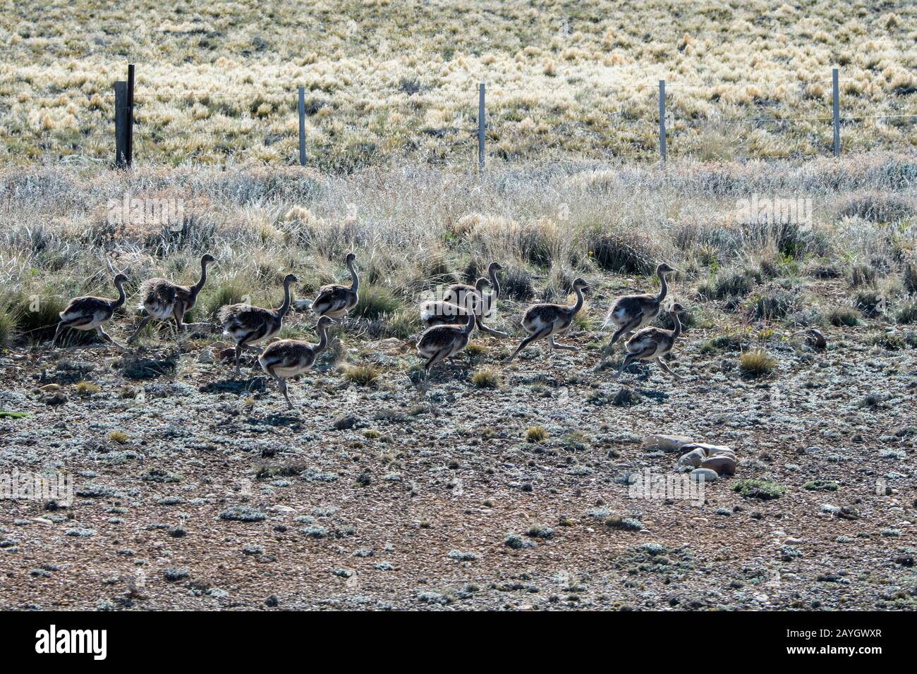 Les poussins de nandou (Rhea pennata) de Darwin longent la route 40 près du village d'Esperanza en Patagonie, en Argentine. Banque D'Images
