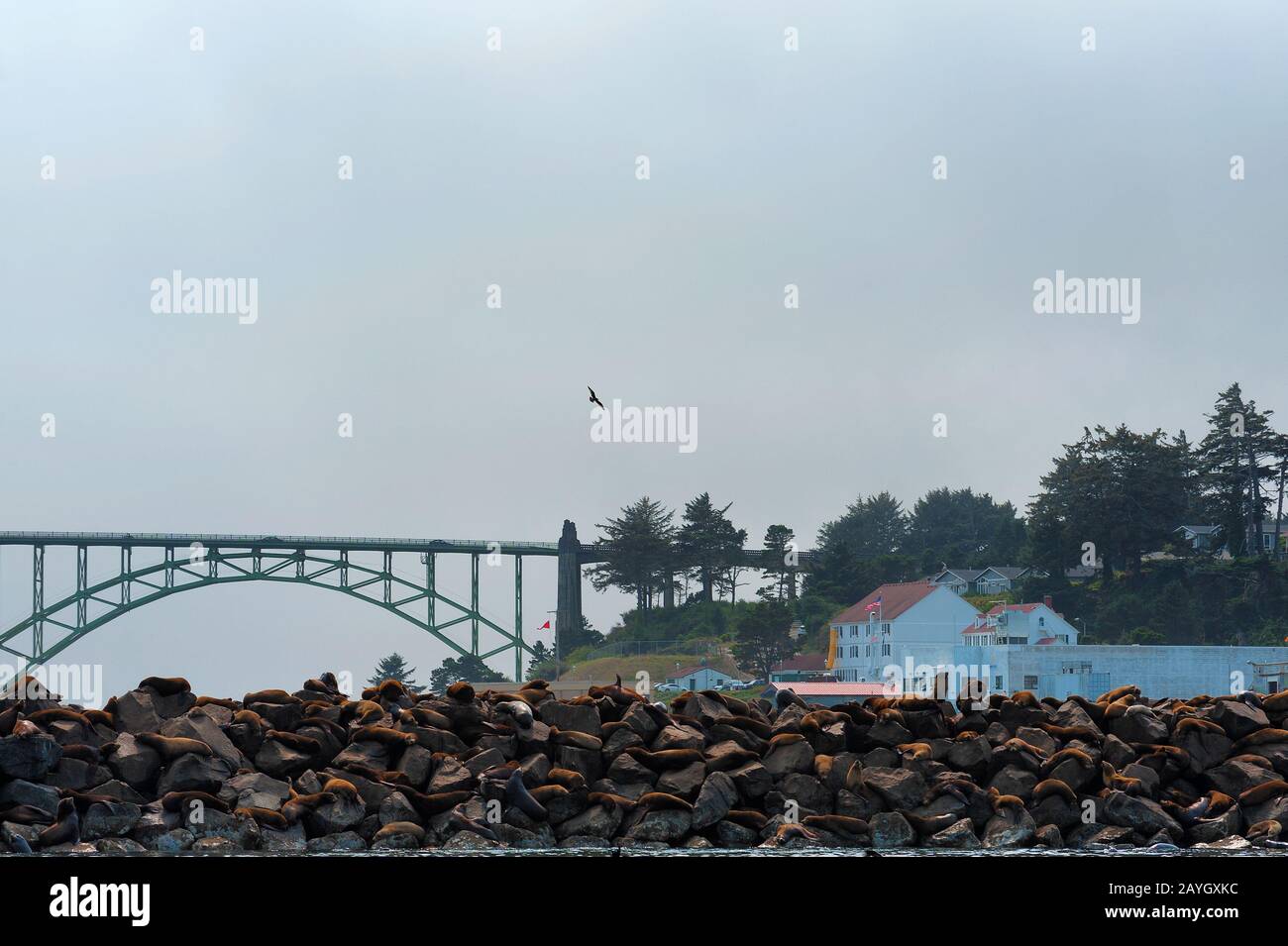 Vue sur les phoques se bachant sur les rochers près de la marina dans la baie de Yaquina avec le pont de la baie de Yaquina en arrière-plan sous un ciel nuageux. Banque D'Images