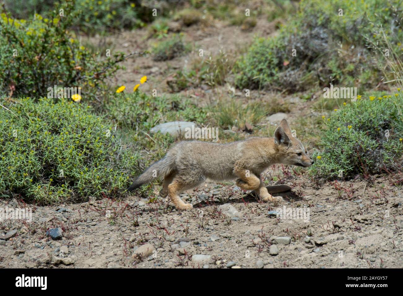 Un kit de renard gris (Urocyon cinereoargenteus), ou renard gris, explorant les fleurs sauvages de Mata Barrosa ou Neneo (Mulinum spinosum) à Torres del Paine Nationa Banque D'Images