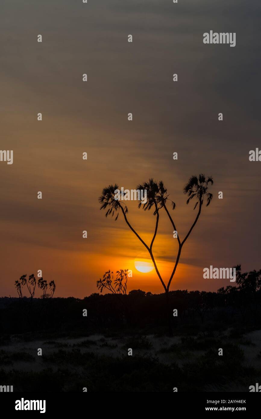 Lever du soleil avec un palmier de Doum en silhouetté dans la Réserve nationale de Samburu au Kenya. Banque D'Images