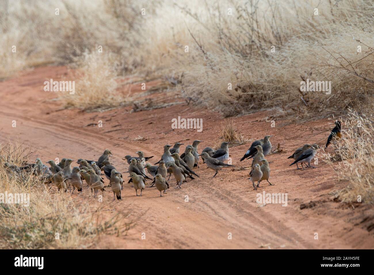 Un groupe d'étoiles de puissance (Creatophora cinerea) sur une route de La Réserve nationale de Samburu au Kenya. Banque D'Images