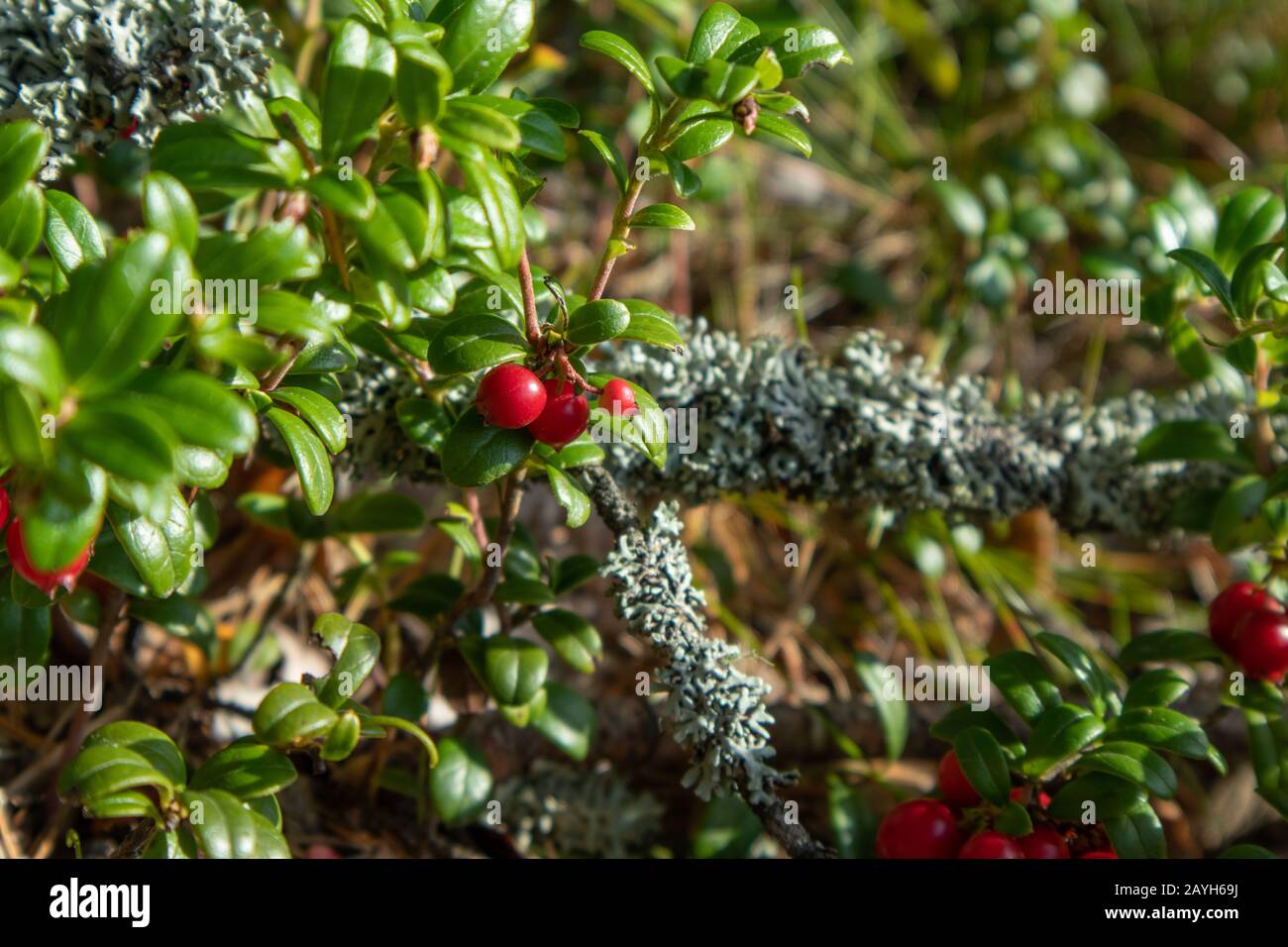 Canneberge ou cowberry juteux rouge, baies comestibles sauvages avec feuilles vertes macro gros plan. Journée ensoleillée dans la forêt de Finlande Banque D'Images