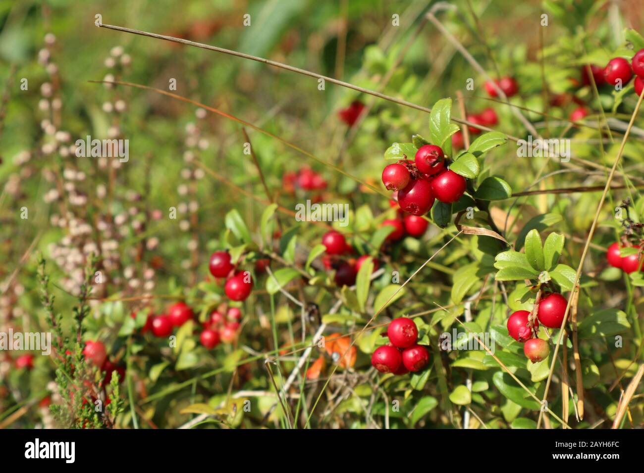 Canneberge ou cowberry juteux rouge, baies comestibles sauvages avec feuilles vertes macro gros plan. Journée ensoleillée dans la forêt de Finlande Banque D'Images