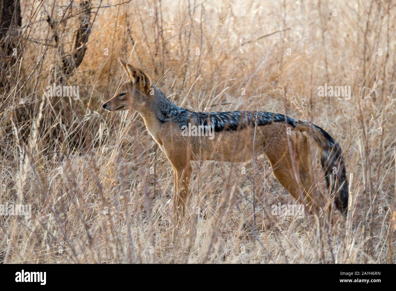 Un chacal soutenu par des noirs (Canis mesomelas) dans la Réserve nationale de Samburu au Kenya. Banque D'Images