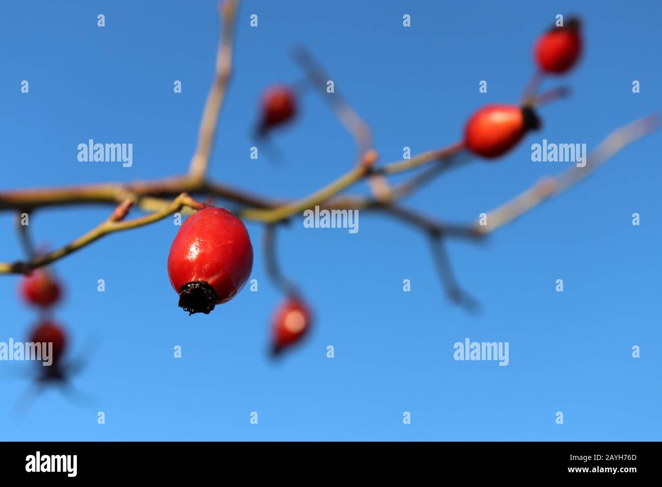 Baies rouges de rosehip sur branche isolée sur fond bleu clair, foyer sélectif. Fruits médicinaux mûrs de briar, plantes curatives Banque D'Images