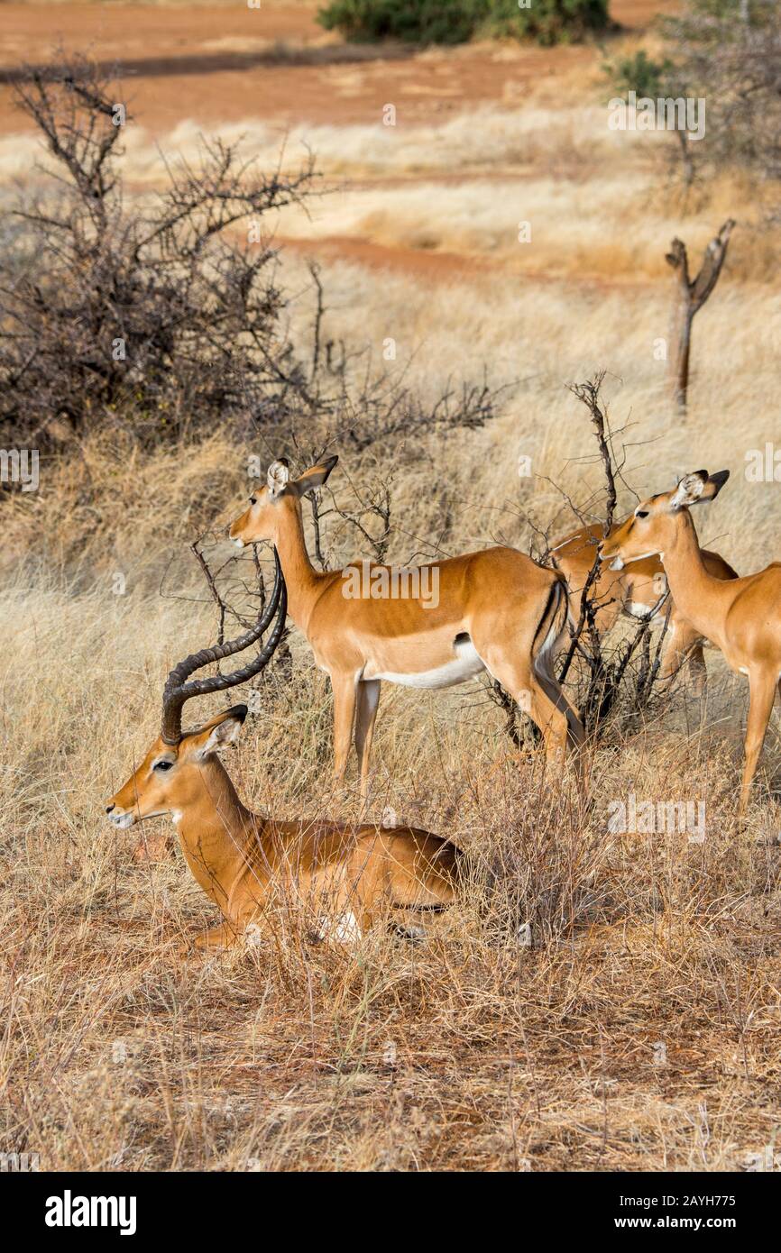 Les impalas (Aepyceros melampus) dans la Réserve nationale de Samburu au Kenya. Banque D'Images