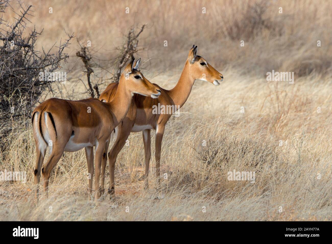 Les impalas (Aepyceros melampus) dans la Réserve nationale de Samburu au Kenya. Banque D'Images