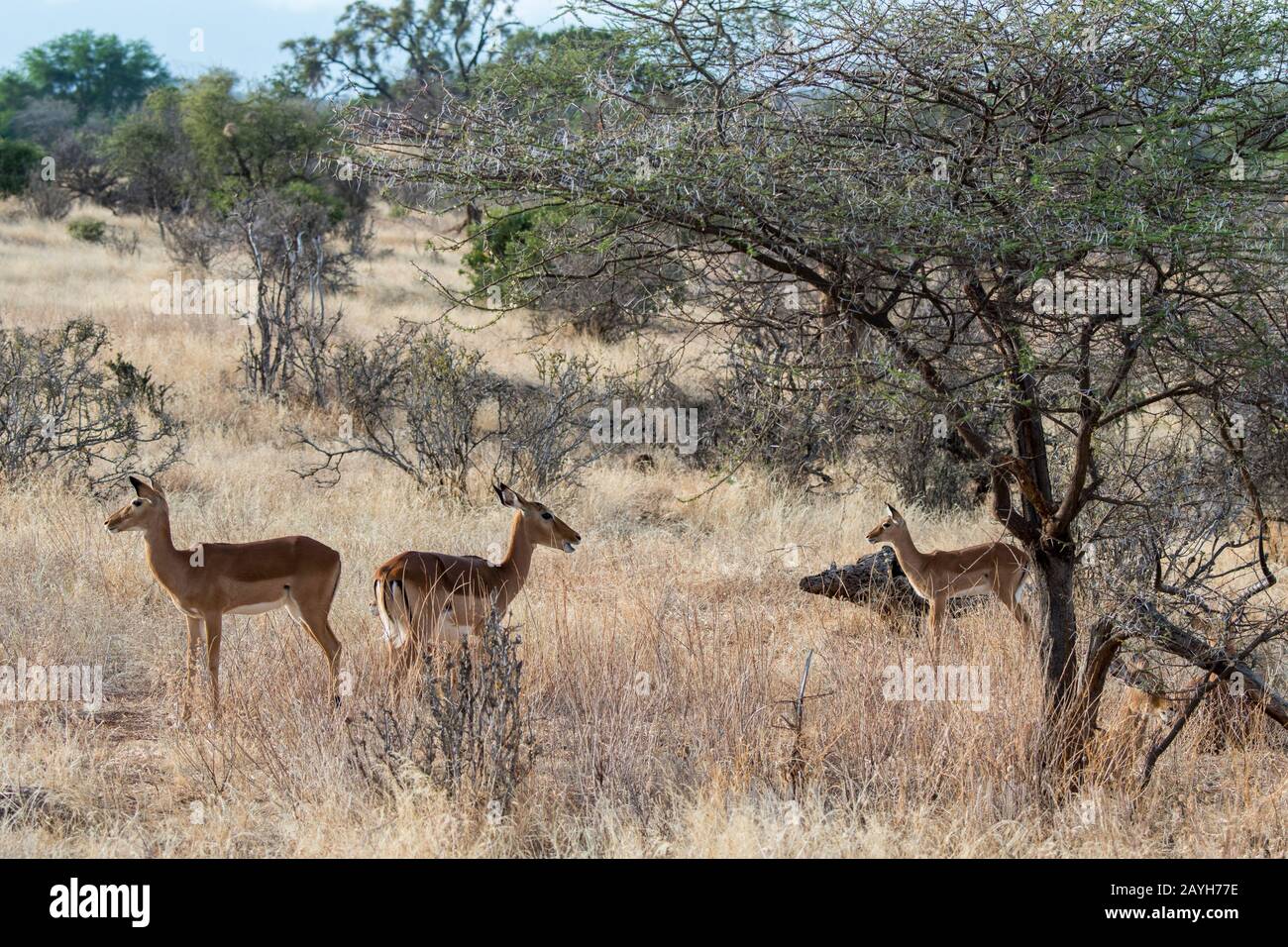 Les impalas (Aepyceros melampus) dans la Réserve nationale de Samburu au Kenya. Banque D'Images