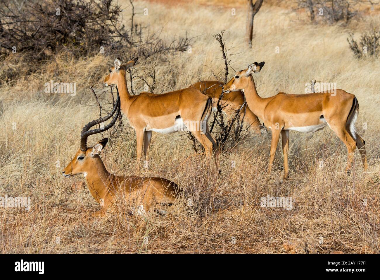 Les impalas (Aepyceros melampus) dans la Réserve nationale de Samburu au Kenya. Banque D'Images