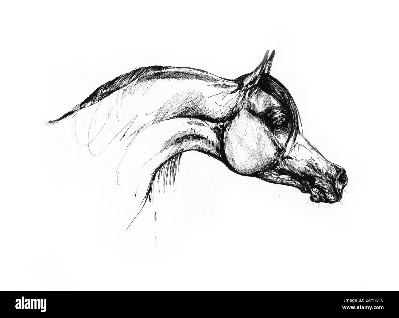 dessin de cheval Banque D'Images