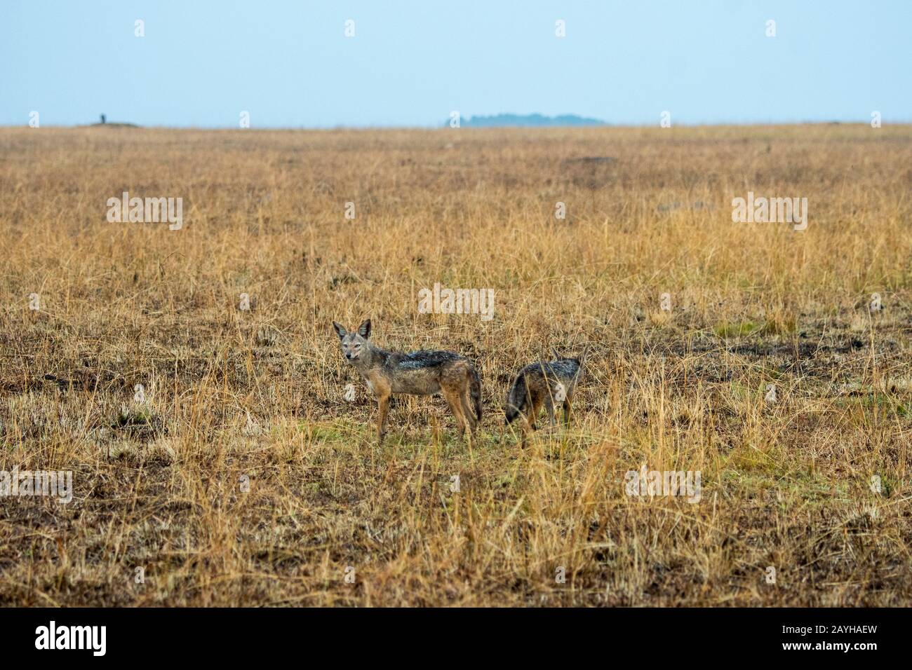 Chacals à dos noir (Canis mesomelas) dans les prairies de La Réserve nationale Masai Mara au Kenya. Banque D'Images