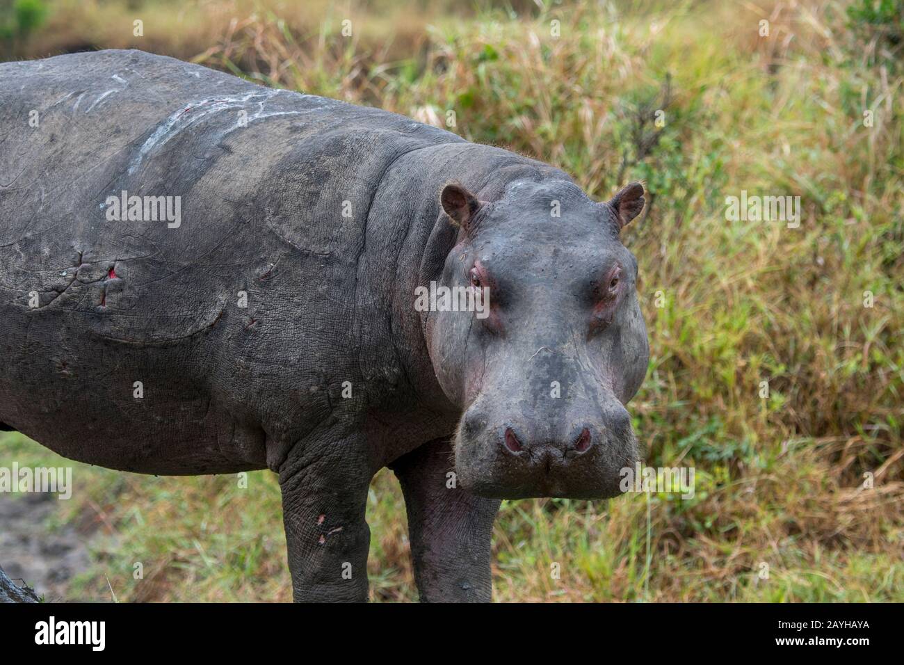 Un hippo (Hippopotamus amphibie) avec peau rouge sur terre dans la Réserve nationale de Masai Mara au Kenya. Banque D'Images