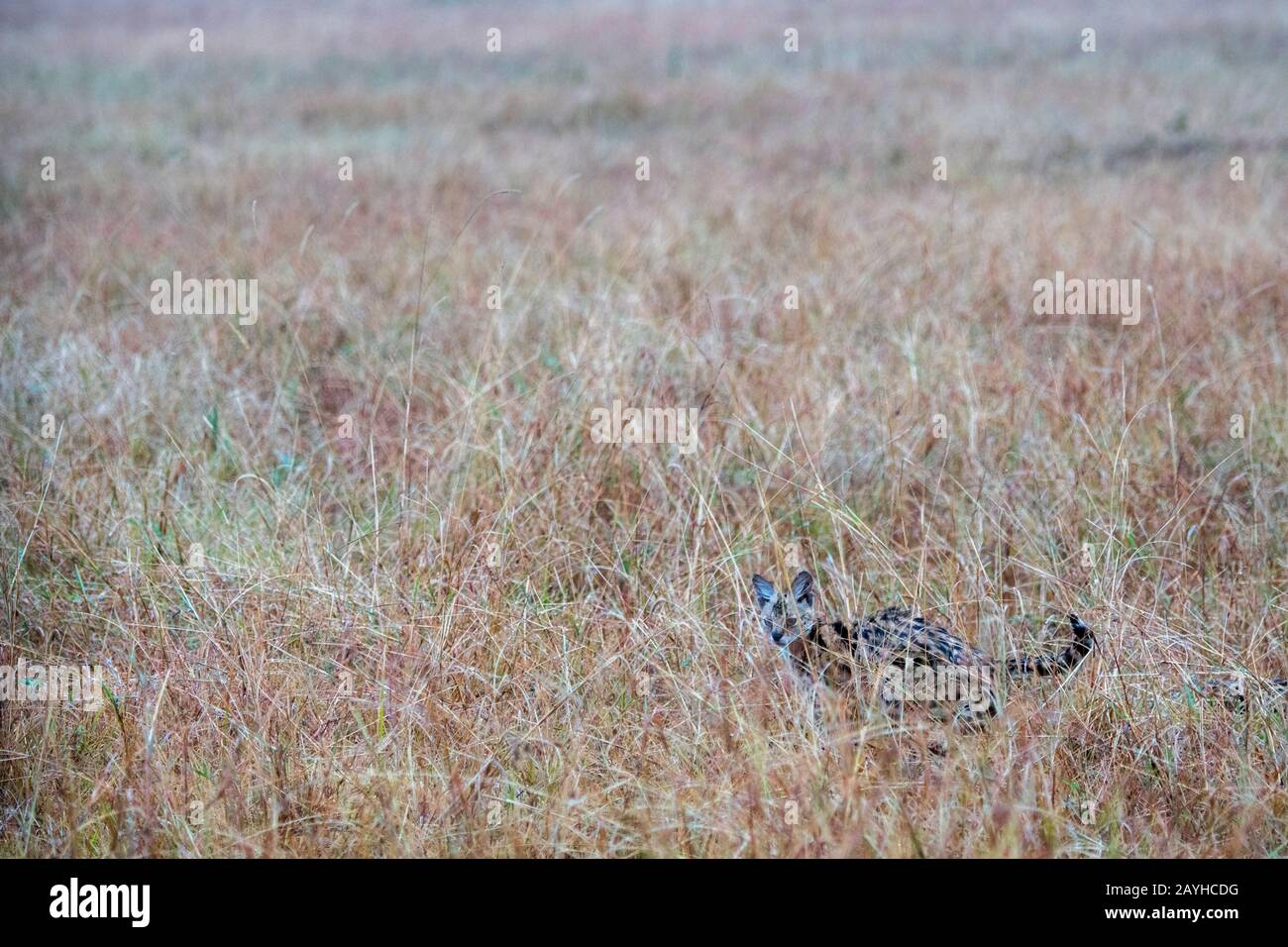 Un chat servile (Leptalurus serval) est en train de marcher à travers l'herbe haute de la Mamai Mara au Kenya. Banque D'Images