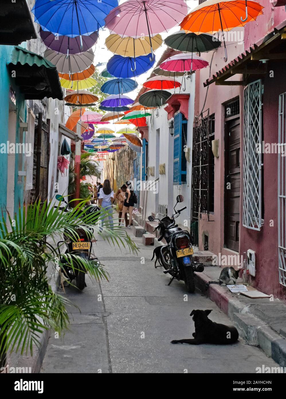 Des parasols colorés donnent de la couleur et de l'ombre sur Callejon Angosto à Getsemani, Carthagène, Colombie Banque D'Images