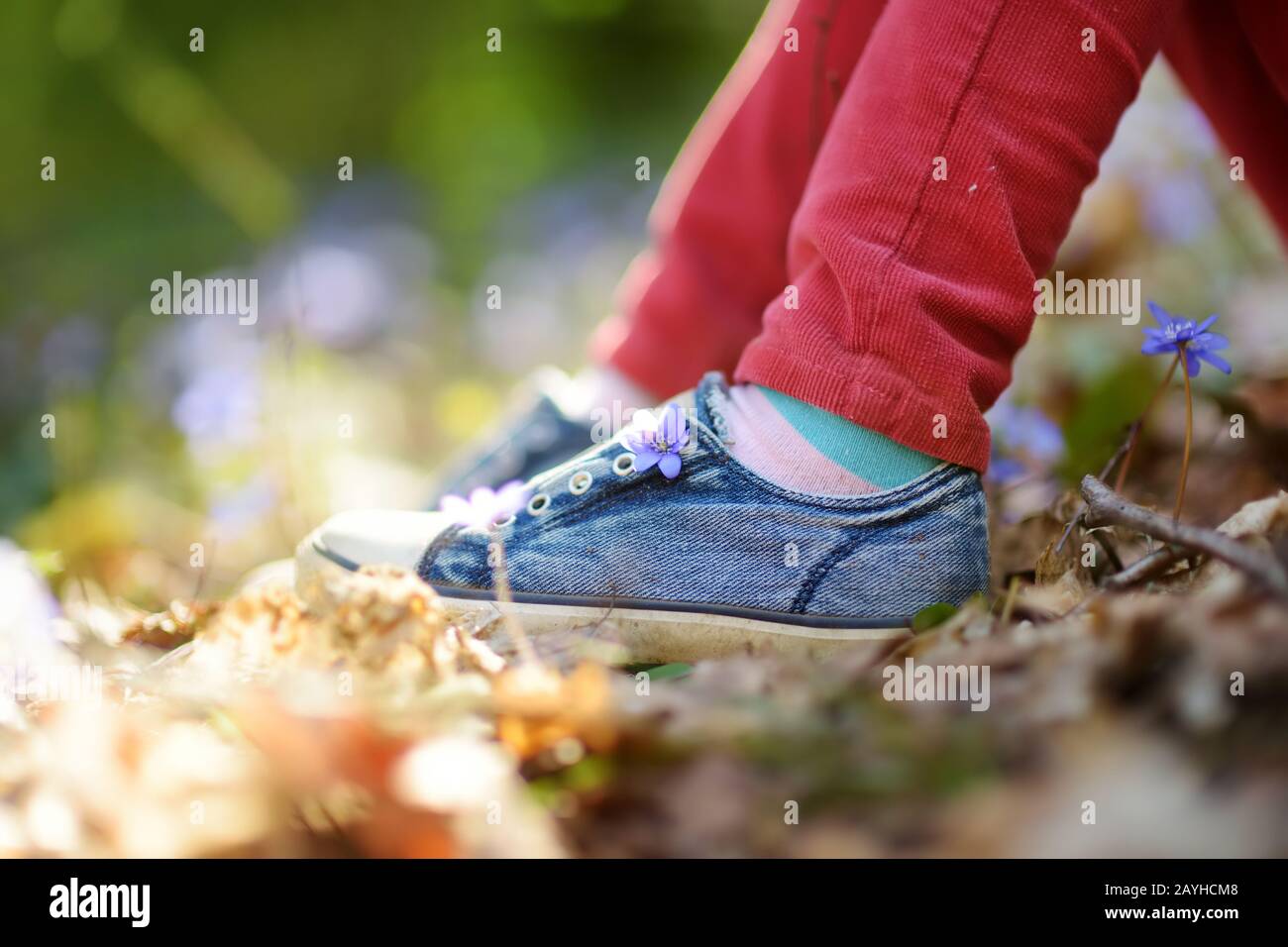 Gros plan de chaussures pour filles dans les bois lors de la belle journée ensoleillée de printemps. Enfant cueillant les premières fleurs du printemps à l'extérieur. Enfants explorant la nature. Banque D'Images