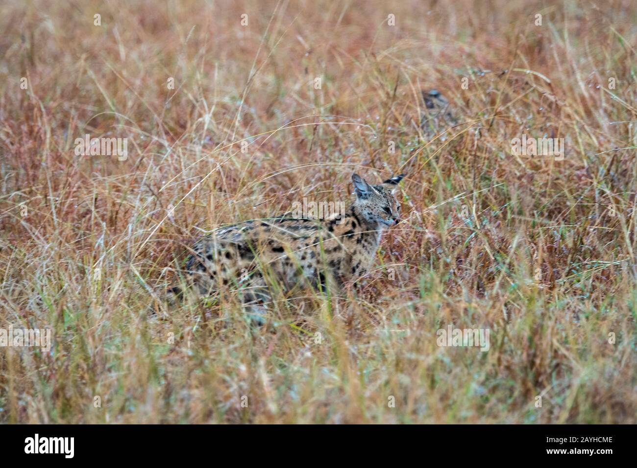 Un chat servile (Leptalurus serval) est en train de marcher à travers l'herbe haute de la Mamai Mara au Kenya. Banque D'Images