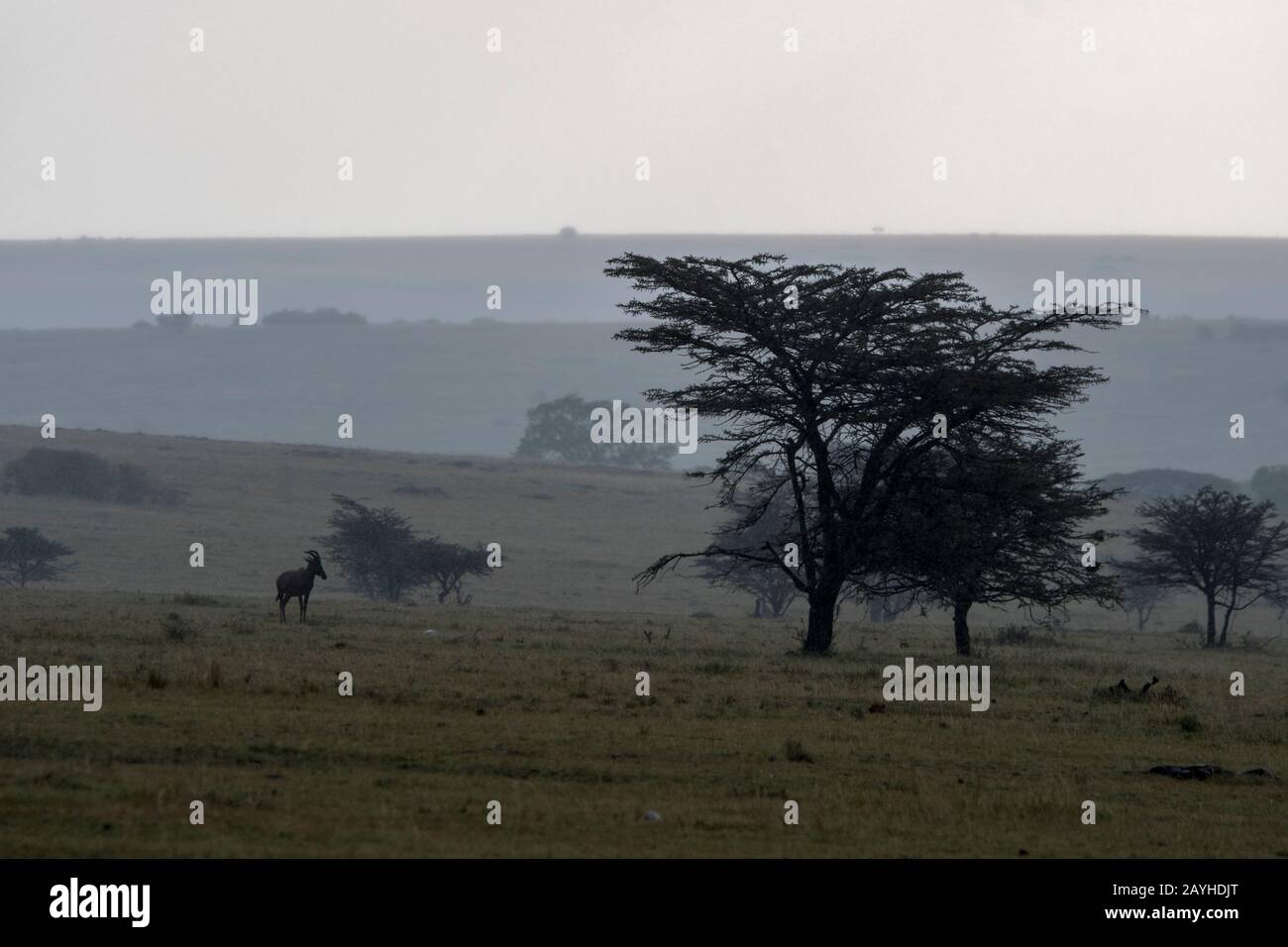 Un topi (Damaliscus korrigum) se tient dans un déversement pendant une tempête dans les prairies De la Réserve nationale de Masai Mara au Kenya. Banque D'Images