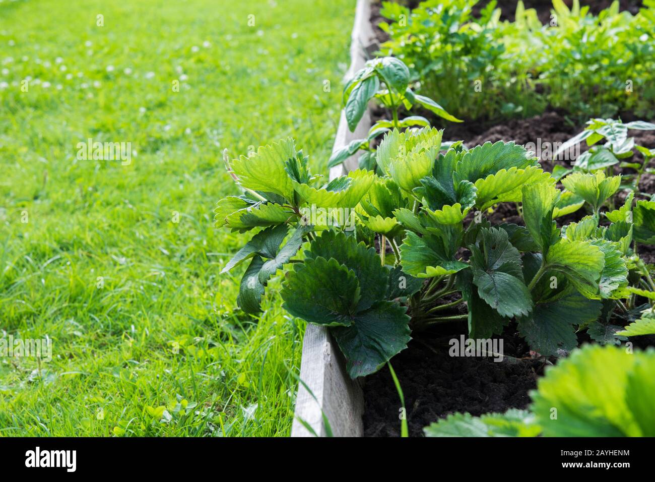 Lits de jardin de fraises, légumes et légumes verts. Jardinage. Passe-temps d'été. Gros Plan. Verts Frais extérieurs Banque D'Images