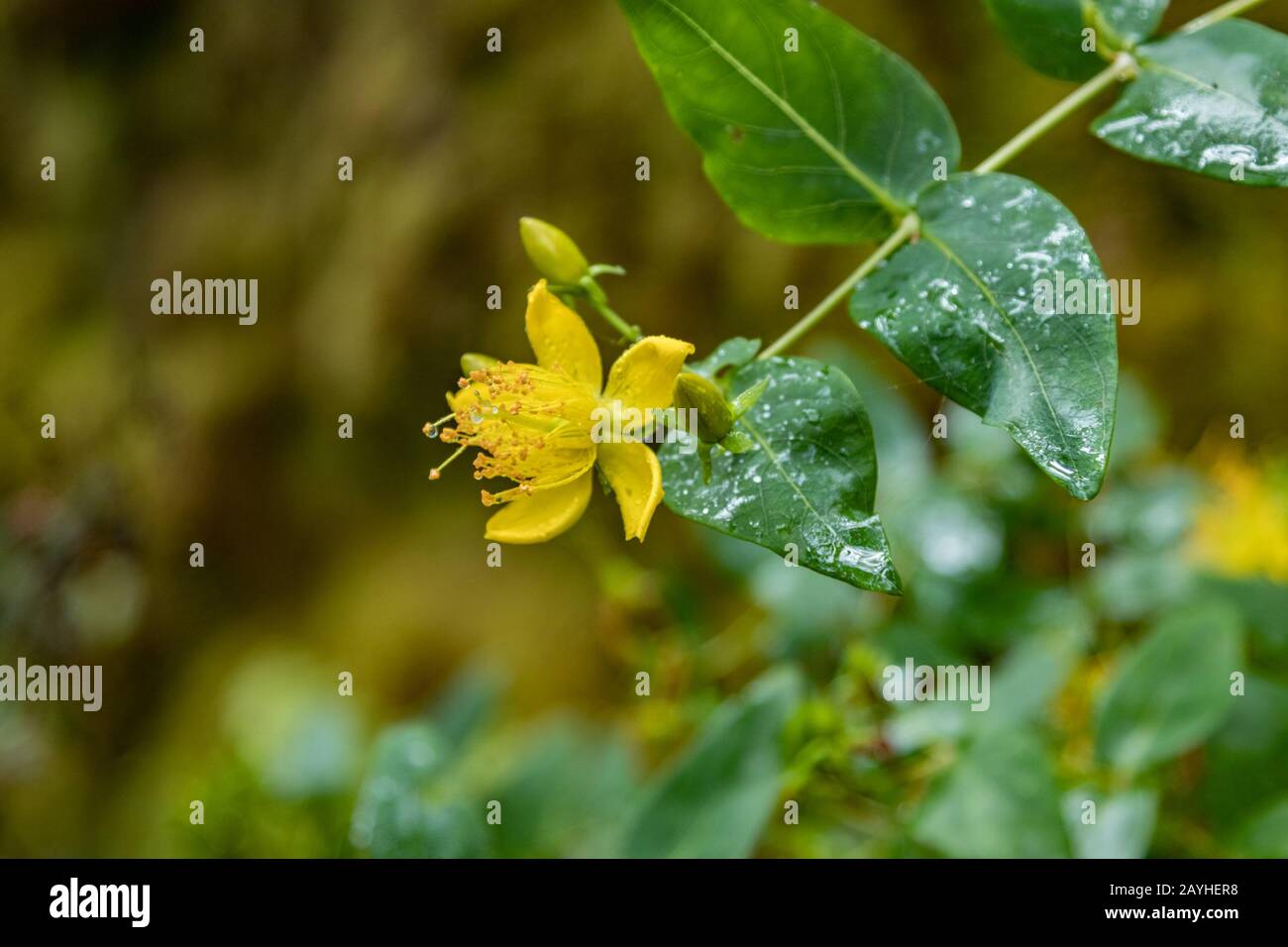 Gros plan sur la mise au point sélective. Bloomy espèces d'Hypericum connu sous le nom commun îles Canaries St. Johns wort. Forêt dans le fond flou. Nation Banque D'Images