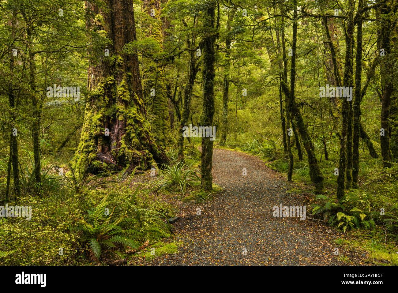 Forêt Pluviale De Hêtre Rouge À Lake Gunn Nature Walk, Vallée D'Eglinton, Alpes Du Sud, Parc National De Fiordland, Région Du Sud, Île Du Sud, Nouvelle-Zélande Banque D'Images