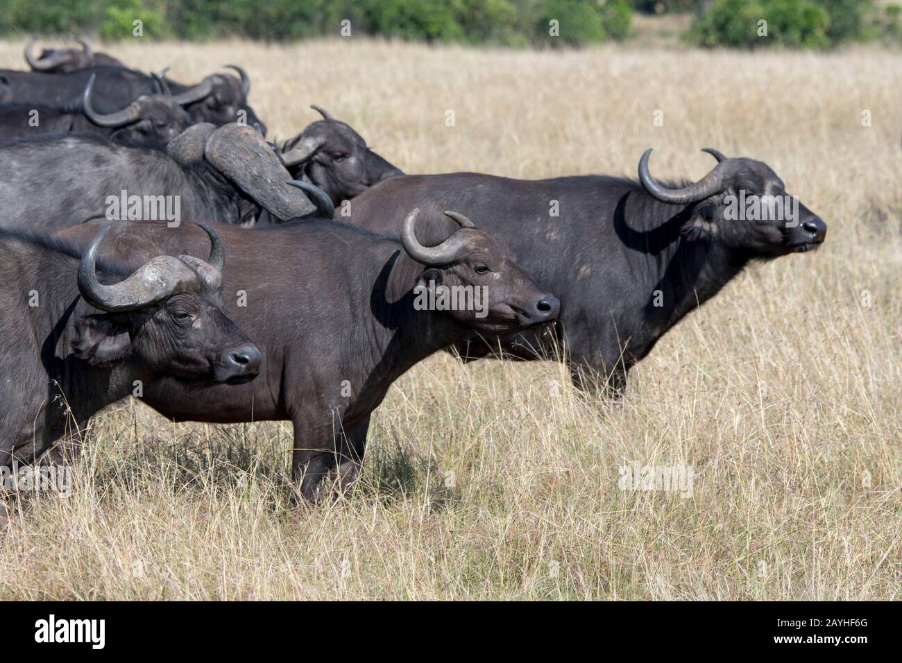 Troupeau de buffalos du Cap (Syncerus caffer) dans la prairie de la Réserve nationale de Masai Mara au Kenya. Banque D'Images