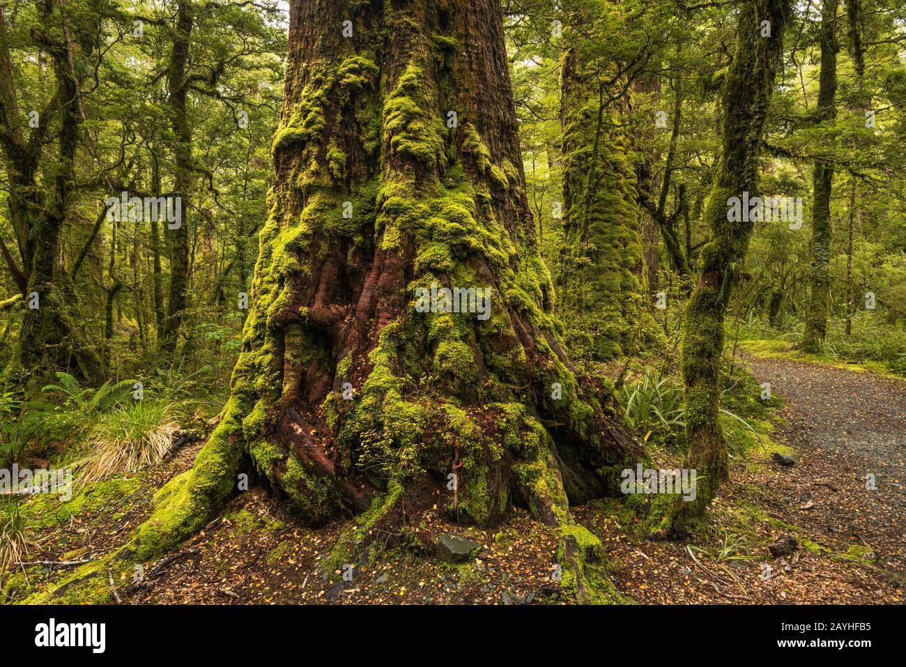 Forêt Pluviale De Hêtre Rouge À Lake Gunn Nature Walk, Vallée D'Eglinton, Alpes Du Sud, Parc National De Fiordland, Région Du Sud, Île Du Sud, Nouvelle-Zélande Banque D'Images