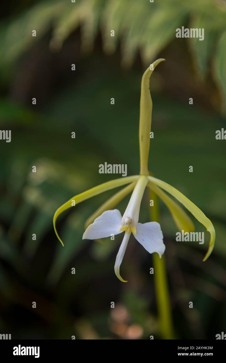 Orchidée florissante dans les forêts de nuages de Mindo, près de Quito, en Équateur. Banque D'Images