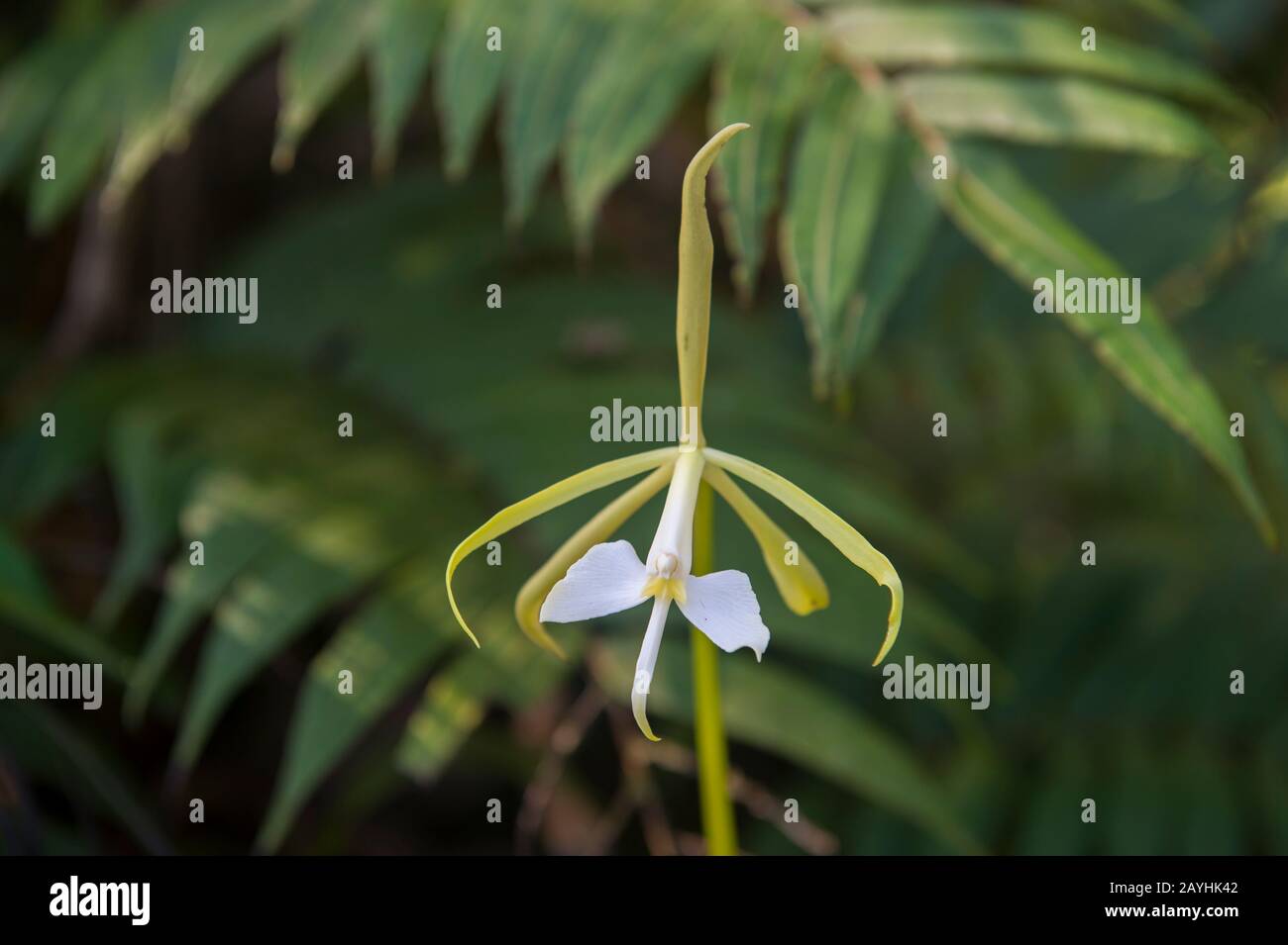 Orchidée florissante dans les forêts de nuages de Mindo, près de Quito, en Équateur. Banque D'Images