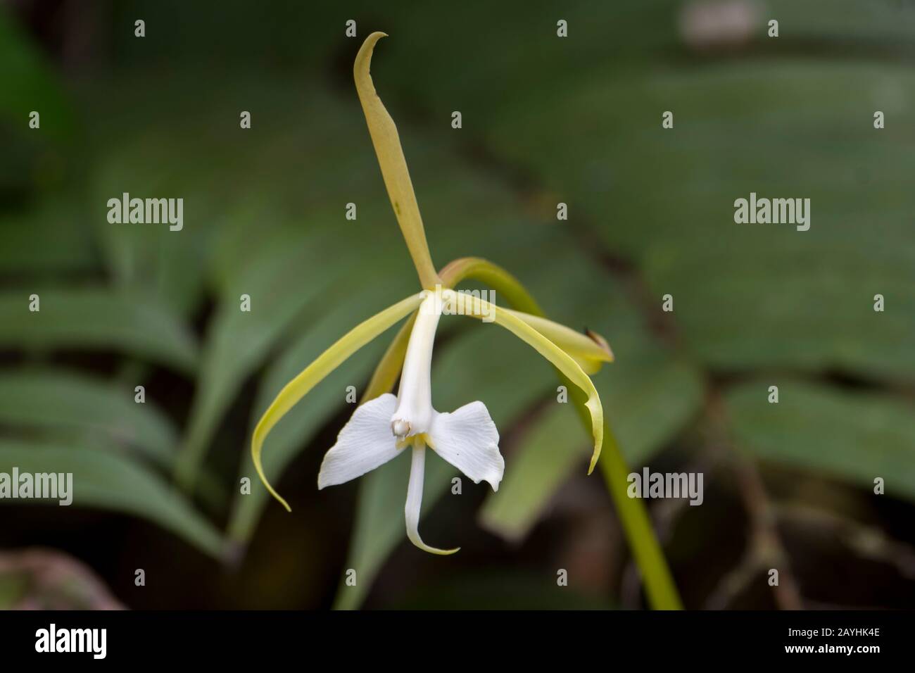 Orchidée florissante dans les forêts de nuages de Mindo, près de Quito, en Équateur. Banque D'Images